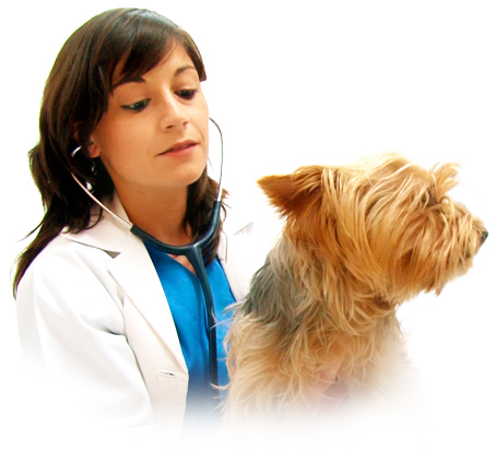 Veterinarios profesionales para tu mascota en Bormujos